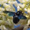 Xylocopa sp.